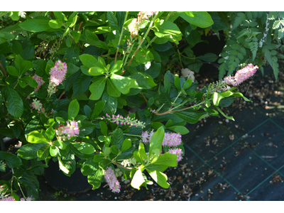 Clethra alnifolia