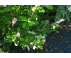 Clethra alnifolia Ruby Spice