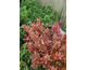 Coprosma repens County Park Purple