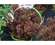 Coprosma repens Pacific Sunset