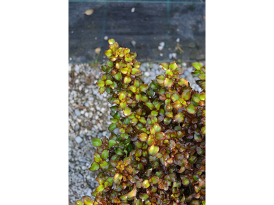 Coprosma repens