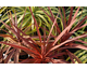 Cordyline australis  Red Star