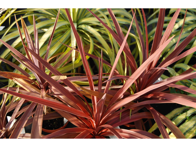 Cordyline australis 
