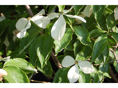 Cornus x rutgeriensis