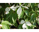 Cornus x rutgeriensis Rutcan (Constellation)