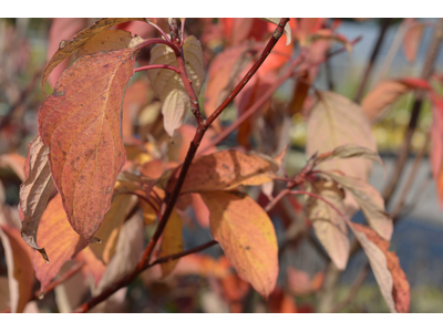 Cornus controversa