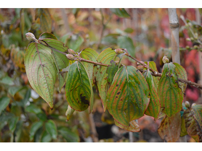 Cornus mas