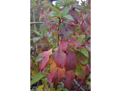 Cornus sericea