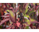 Cornus sericea Firedance ® First Editions