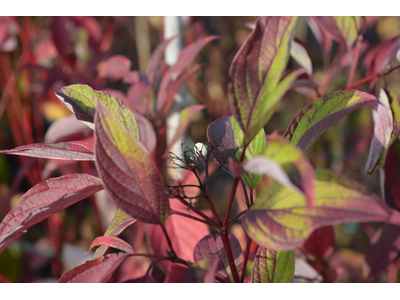 Cornus sericea