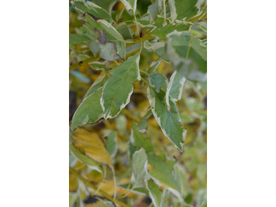 Cornus sericea