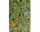 Cornus sericea White Gold