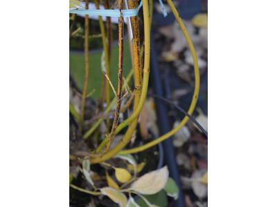 Cornus stolonifera