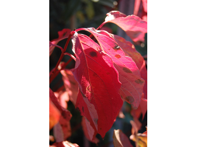 Cornus alba