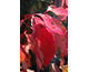 Cornus alba Aurea