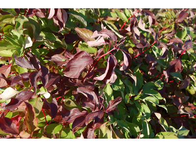 Cornus alba