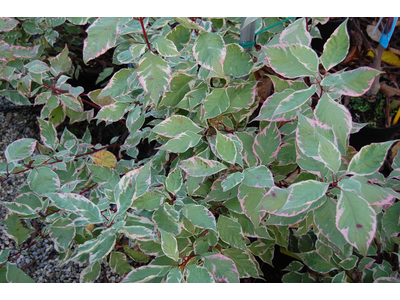 Cornus alba