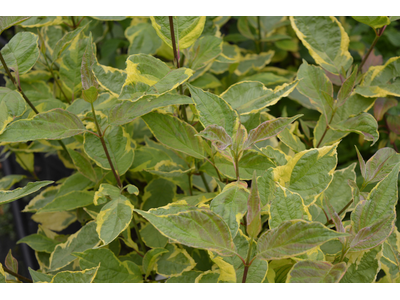 Cornus alba