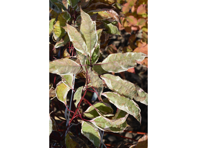 Cornus alba