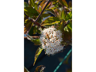 Cornus alba