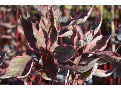 Cornus alba