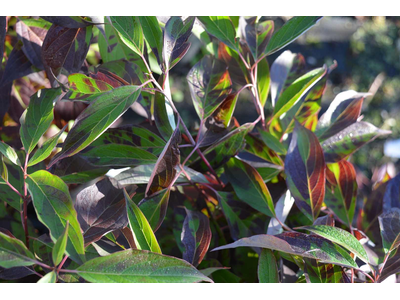 Cornus alba