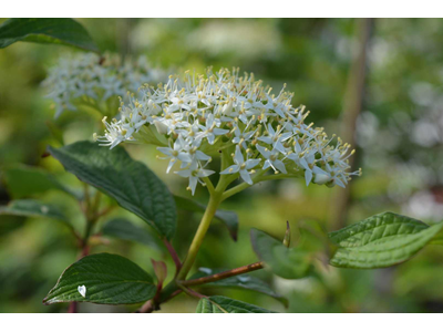 Cornus alba