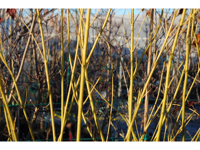 Cornus sericea