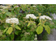 Cornus alternifolia 