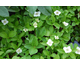 Cornus canadensis None