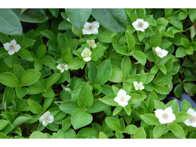 Cornus canadensis