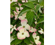 Cornus kousa Stellar Pink (Rutgan)