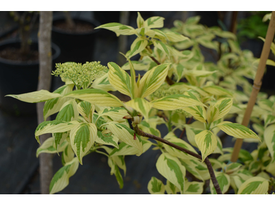 Cornus controversa