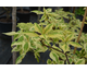 Cornus controversa Variegata