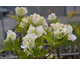Cornus florida Bracheata