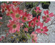 Cornus florida Cherokee Chief