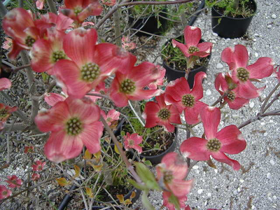 Cornus florida