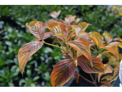 Cornus florida