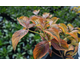 Cornus florida Cherokee Sunset