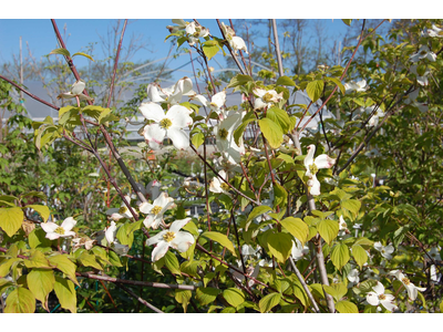 Cornus florida