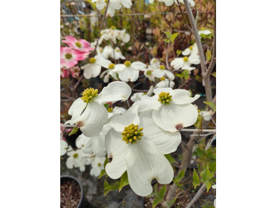 Cornus florida