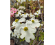 Cornus florida
