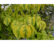 Cornus florida Rainbow