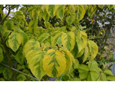 Cornus florida