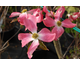 Cornus florida Rubra