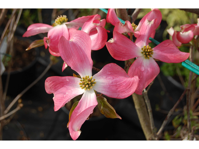 Cornus florida