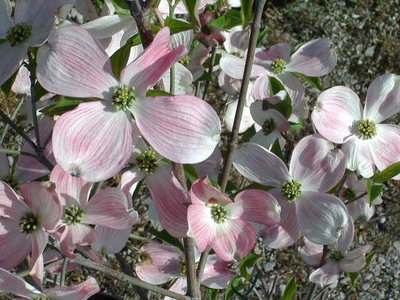 Cornus florida