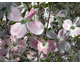 Cornus florida Sunset