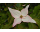 Cornus kousa Charlotte