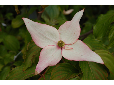 Cornus kousa